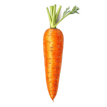 Zanahoria, Vegetal, Hortaliza, Raíz, Cultivo, Alimento Saludable, Cocina, Nutrición, Fresca, Comida (3)